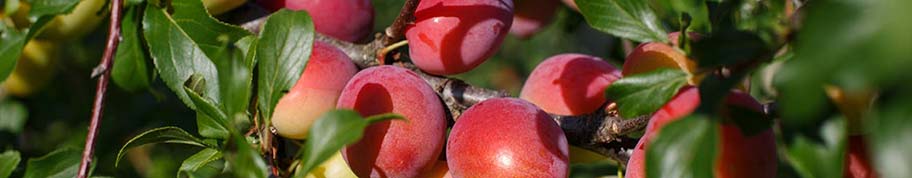 Prunus victoria geeft kleurrijke vruchten in de zomer met een rode of paarse blos op de zonzijde