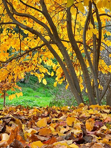 De natuurlijke groei van de parrotia persica is een struikvorm 