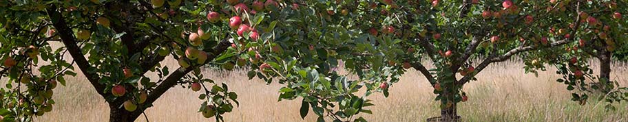 Malus domestica is de officiële wetenschappelijk naam van appelbomen