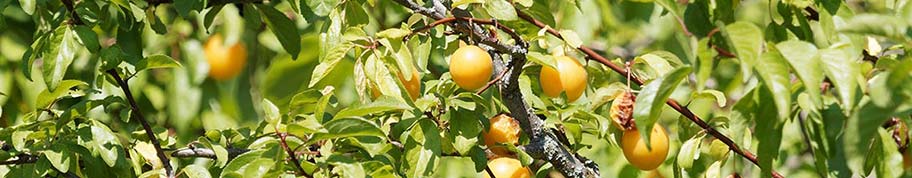 Prunus domestica of pruimenboom is een geschikte fruitboom voor een zonnige standplaats