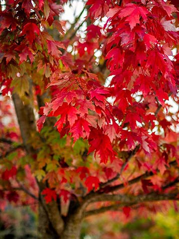 Rode esdoorn Acer rubrum