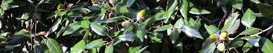 Quercus ilex is een bladhoudende eikenboom met leerachtig diepgroen blad