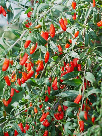 De goji bes is een goed winterharde struik die weinig eisen stelt aan de grond