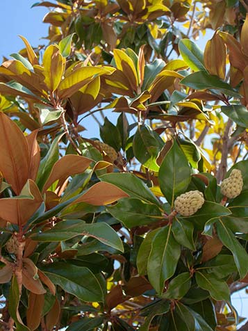 magnolia grandiflora is erg geschikt om als solitair en eye catcher in de tuin