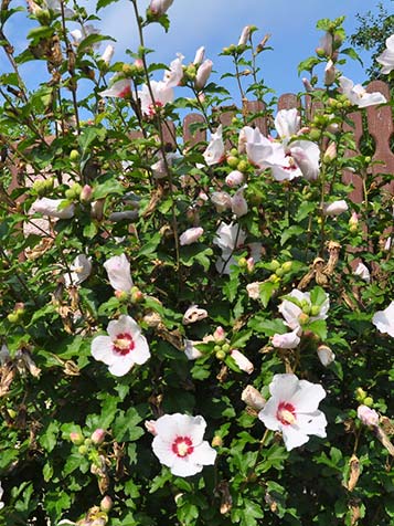 De compact groeiende hibiscus syriacus kan aan het einde van de winter flink worden terug gesnoeid tot het gewenste resultaat