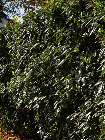 groenblijvende bladhoudende laurier rotundifolia kan je smal als haag houden