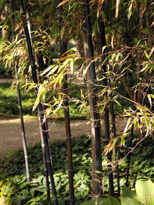 De kleuren van bamboestelen verschilt per soort, hier zijn de halmen zwart bij Phyllostachys nigra
