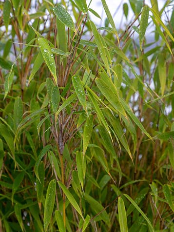 groen fris blad van de bamboe geeft je ook in de winter privacy