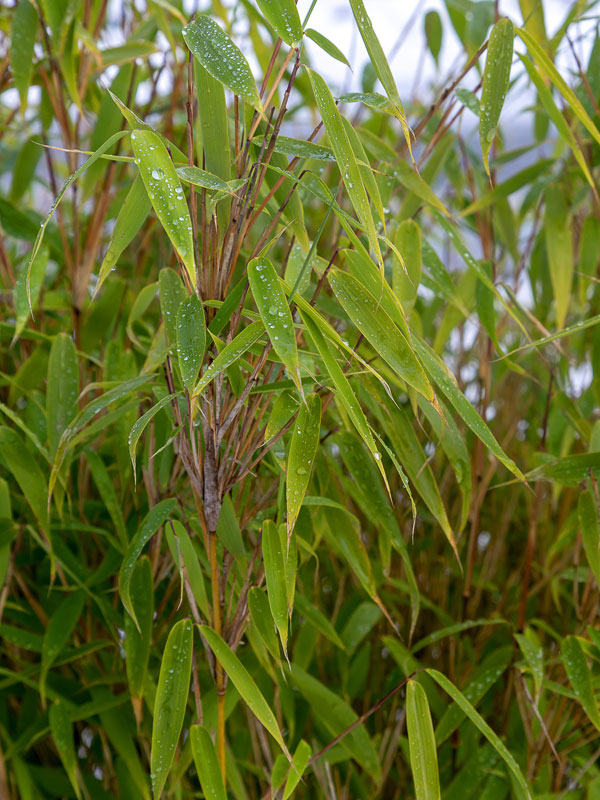 groen fris blad van de bamboe geeft je ook in de winter privacy