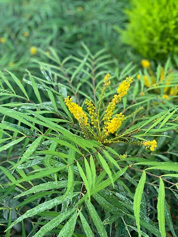 Gele bloemen van de groenblijvende mahonia