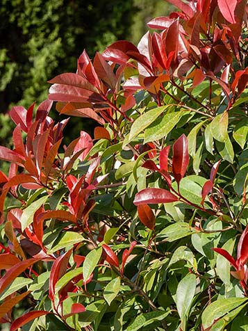 Photinia fraseri red robin snoeien doe je het beste in het vroege voorjaar