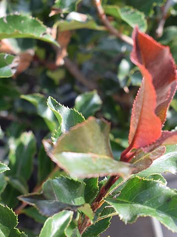 Photinia is goed winterhard en blijft ook in de winter zijn blad houden