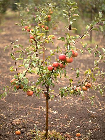 Door vaak te snoeien krijgt u veel vruchten aan de laagstam fruitboom