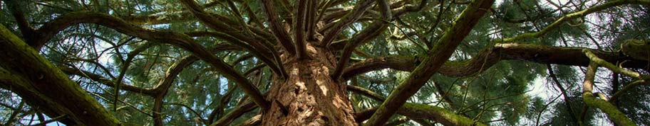 Als volwassen boom nemen mammoetbomen imposante proporties aan
