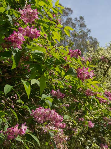 Deutzia is goed winterhard en stelt weinig eisen aan de groeiplaats