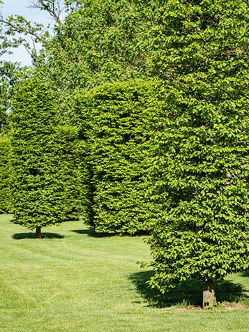 Carpinus betulus is goed te snoeien