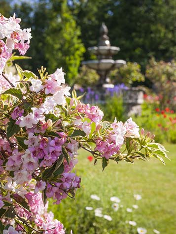 Weigela bloeit vrij uitbundig