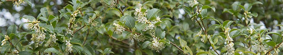 Osmanthus burkwoodii is een wintergroene heester of kleine meerstammige boom met leerachtig klein blad