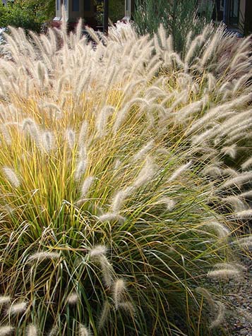 lampenpoetsersgras combineren met vaste planten zoals de verbena