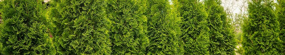 Thuja smaragd als haag aanplanten