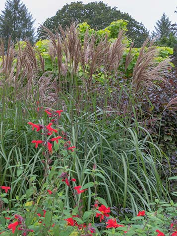 hoog of laagblijvende miscanthus soorten kunt u hier online kopen