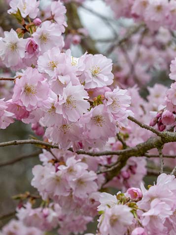 De bloemen van de Japanse sierkers zijn ook een voedingsbron voor bijen en hommels, maar de boom geeft geen vruchten