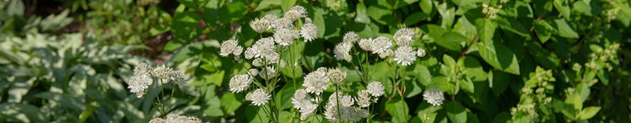 Witte Astrantia of Zeeuws Knoopje