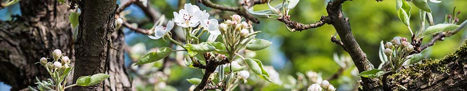 Oude fruitbomen geven de tuin karakter met hun grillige uiterlijk