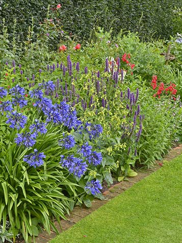 Agapanthus kan ook gecombineerd worden in de border