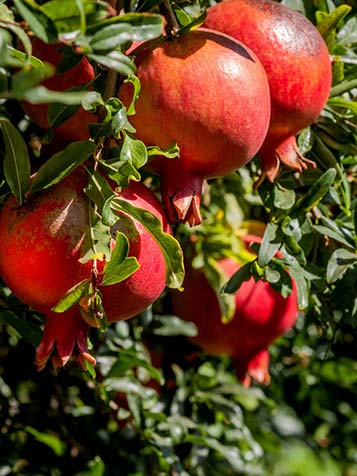 De boom heeft frisgroen blad en een oranje bloesem tijdens de zomermaanden