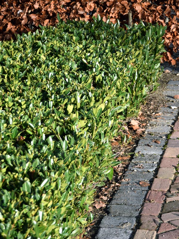 Laurierkers als lage haag toegepast in de tuin