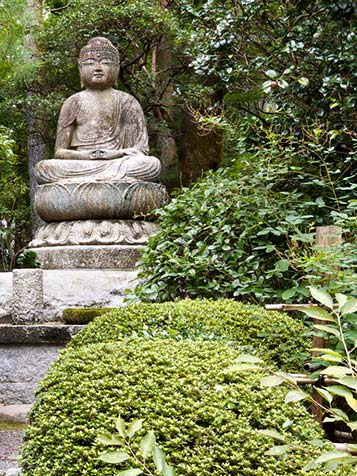 Japanse hulst is een goede vervanger voor de buxus