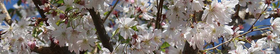 Prunus subhirtella is een relatief kleine boom met een rijke bloesem