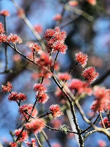Rode esdoorn Acer rubrum rode bloesem