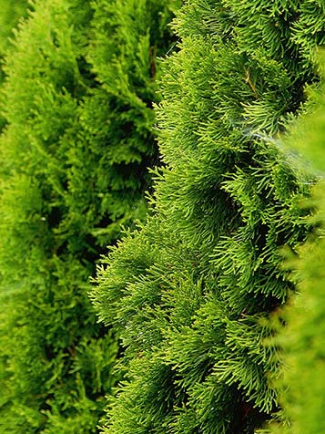 Thuja Smaragd heeft een bijzondere sierlijke groeiwijze