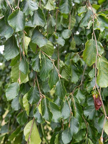 zorg er voor dat de boom voldoende ruimte krijgt in uw tuin