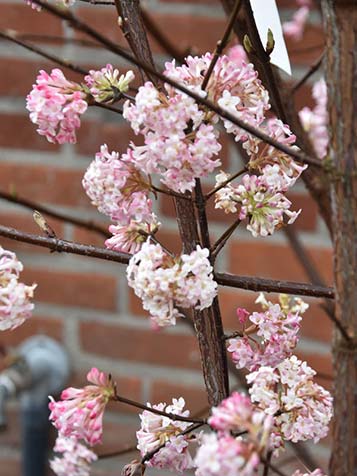 Voor het blad verschijnen de bloemen in de Viburnum bodnantense