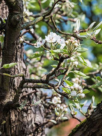 Oude fruitbomen zijn fruitbomen die vaak jaren dienst hebben gedaan als productieboom op een echte boomgaard en gaan nog vele jaren mee