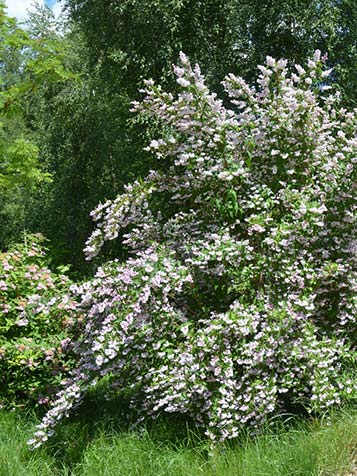 Deutzia lijkt wat betreft bloei en uiterlijk van de sterk sterk op boerenjasmijn