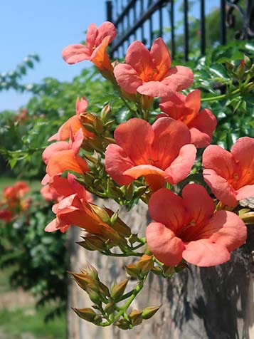 Trompetbloem is er in oranjerood en geel