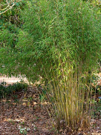 makkelijk te gebruiken charme Rijk Niet woekerende bamboe | Tuinplantenwinkel.nl