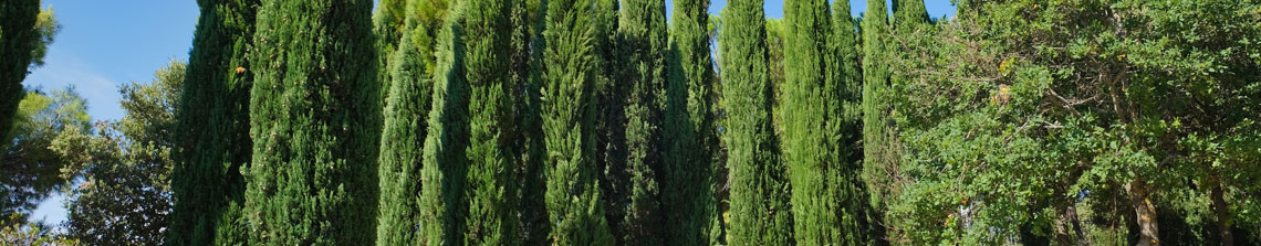 Italiaanse cipres is vorstbestendig en wintergroen