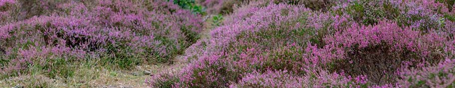 zomerheide is winterhard en bloeit in de herfst 