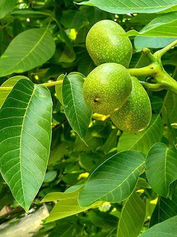 de noten van de noten boom bevinden zich in een soort schil 