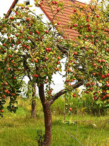 Oude appelbomen hebben een ander karakter dan oude perenbomen