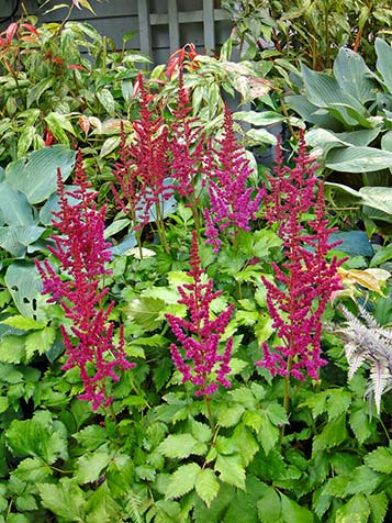 Astilbe is een vaste plant met vroeg uitlopend blad, in de winter verdord de plant bovengronds en loopt in het voorjaar weer uit