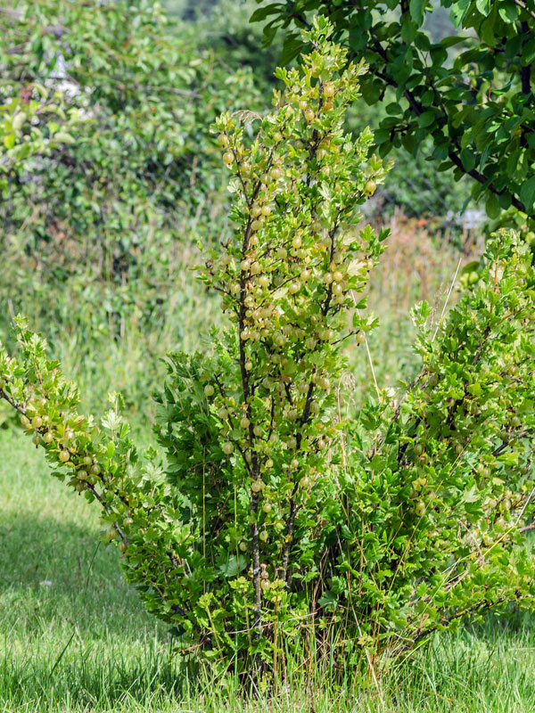 Groene kruisbessen geven knikkergrote bessen die te oogsten zijn in juni of juli