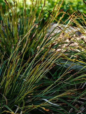 Carex morrowii bloeit in het vroege voorjaar kort en niet heel opvallend met bruin-gele aren