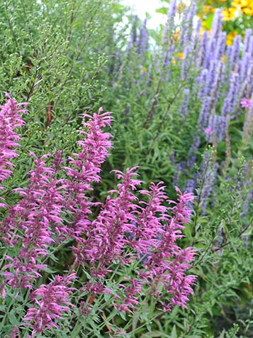 roze dropplant kleurrijk in de border