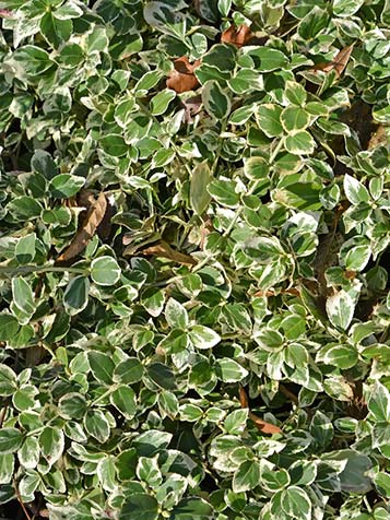 Euonymus fortunei laat zich gemakkelijk snoeien en kan zodoende ook als platte bodembedekker worden toegepast